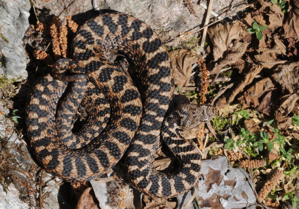 Vipera aspis ma quale? Vipera aspis francisciredi