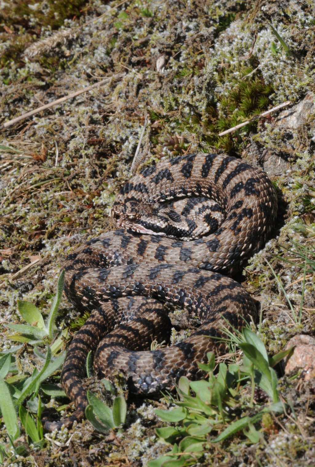 Vipera aspis ma quale? Vipera aspis francisciredi