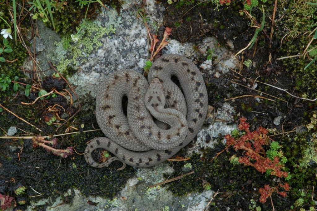 Vipera aspis ma quale? Vipera aspis francisciredi