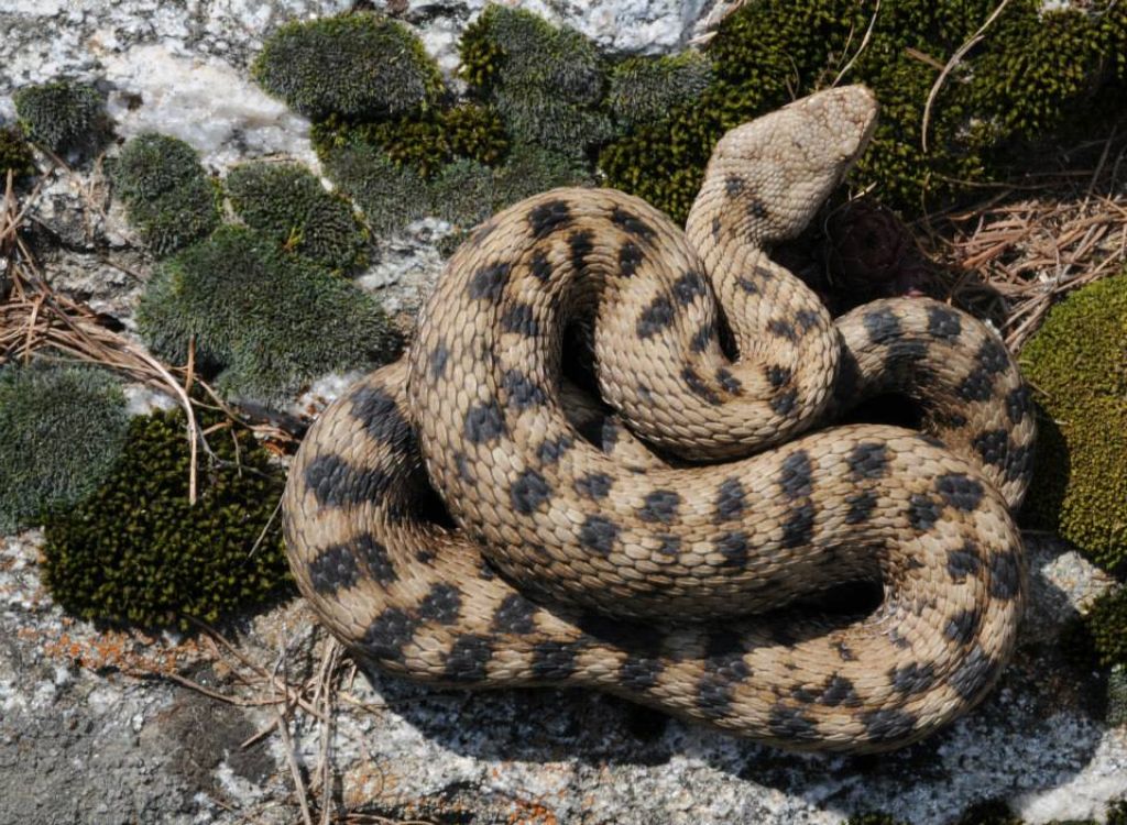 Vipera aspis ma quale? Vipera aspis francisciredi