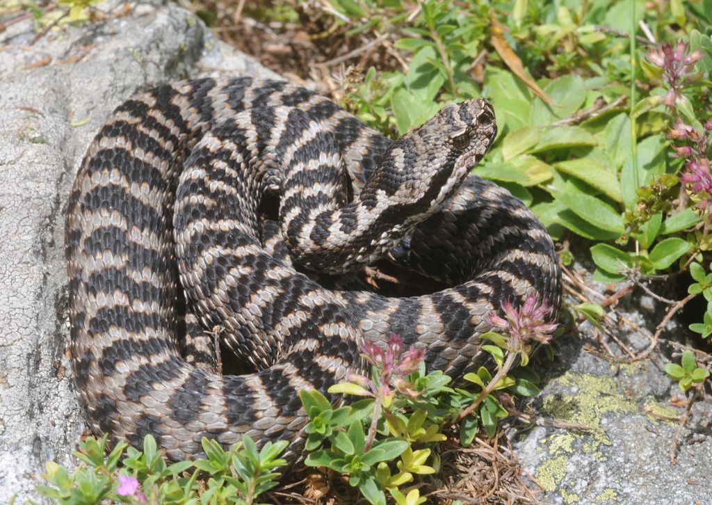 Vipera aspis ma quale? Vipera aspis francisciredi