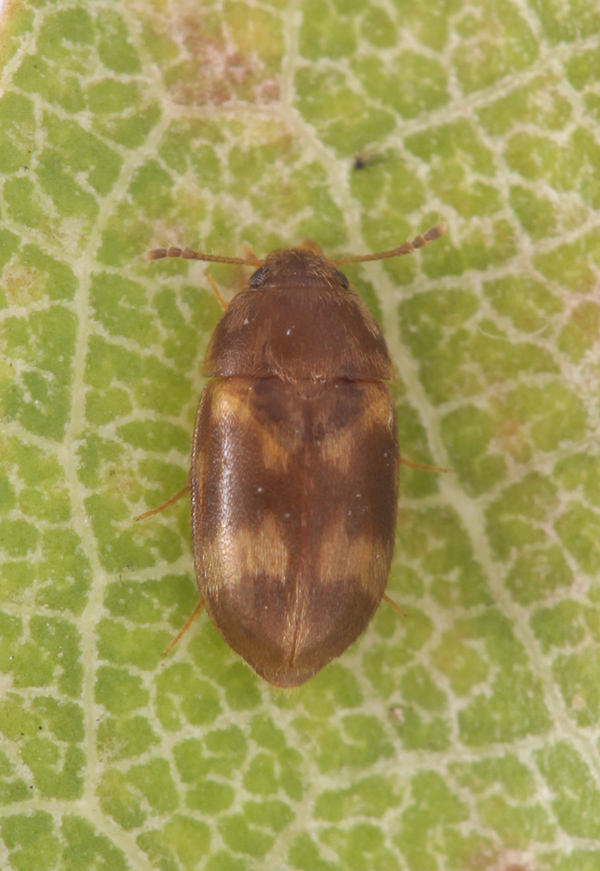 Help with id. II: Litargus balteatus (cf), Mycetophagidae