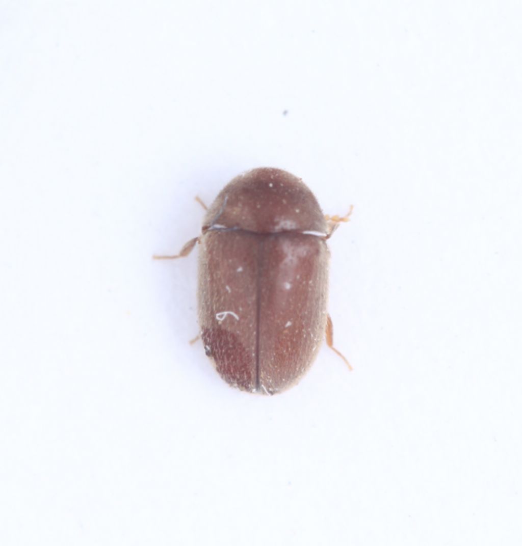 Tiny beetle 2 - Lasioderma serricorne