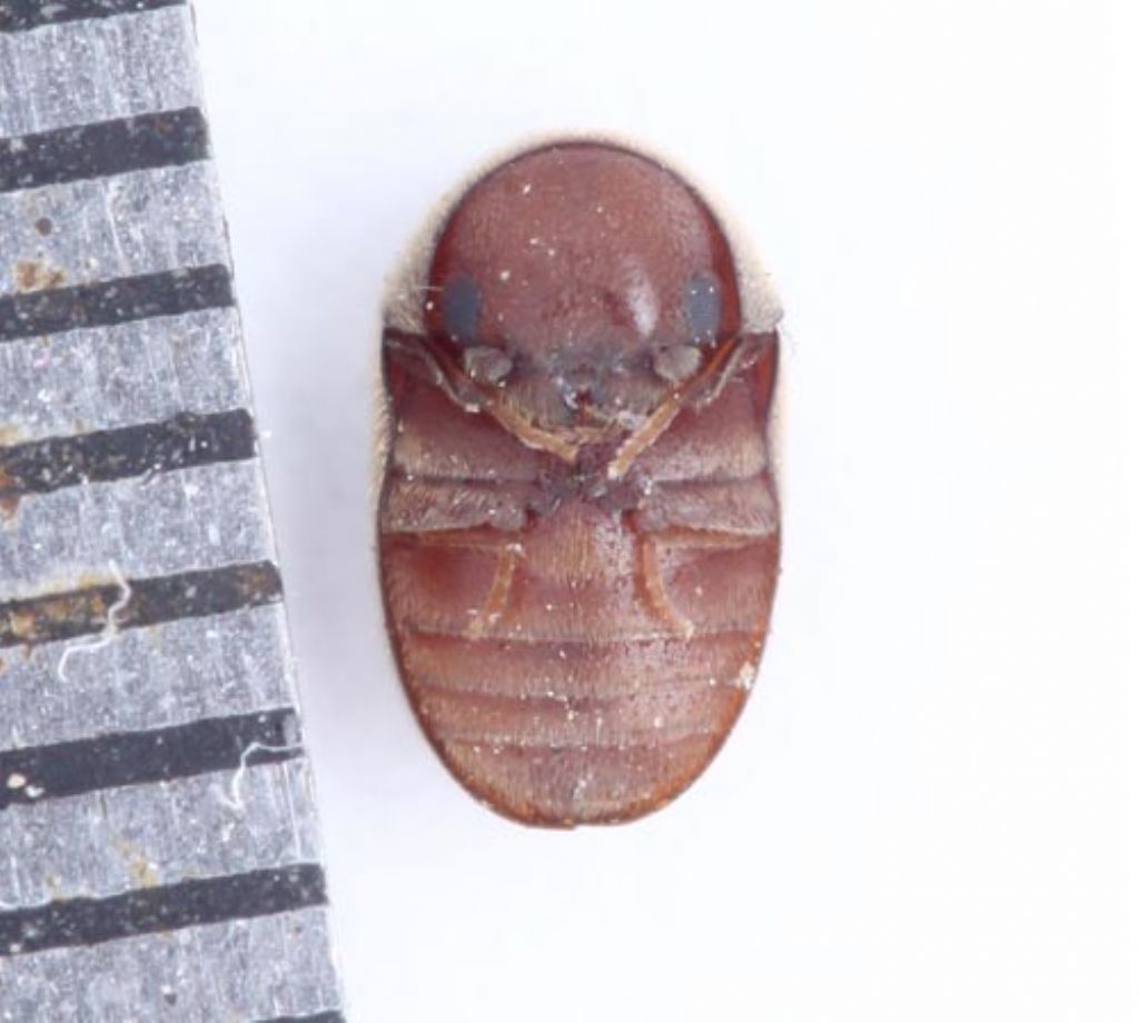 Tiny beetle 2 - Lasioderma serricorne