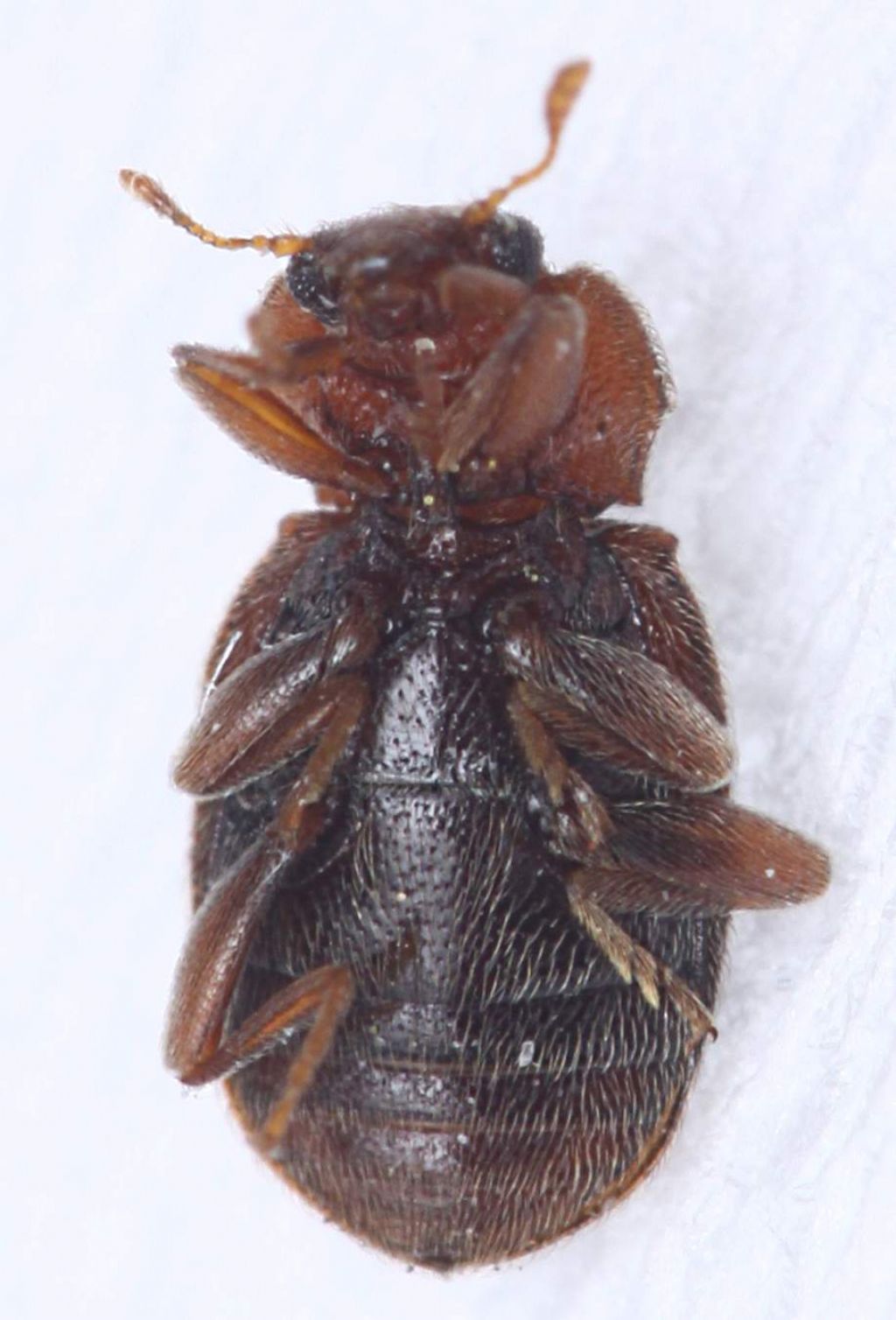 Tenebrionidae? No. Coccinellidae Scymniinae