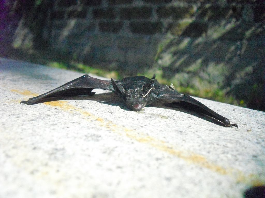 pipistrello