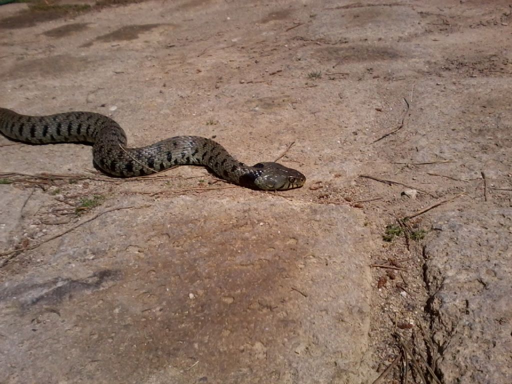 serpente che si nutre