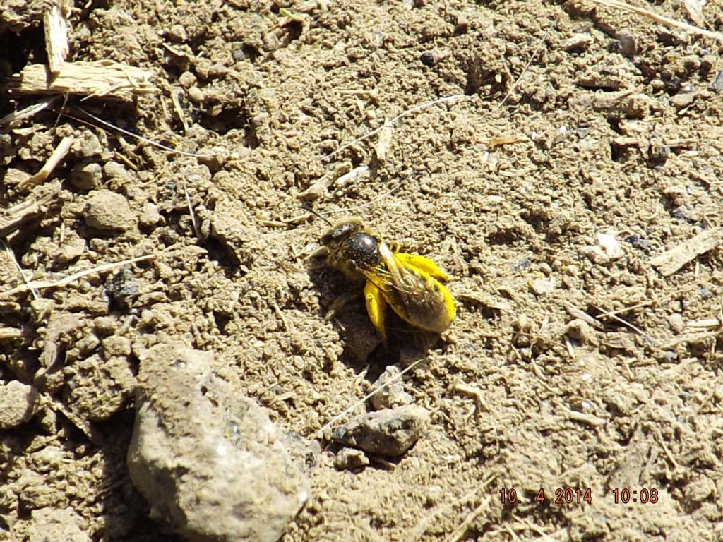 mosca gialla??? No. imenottero Apidae