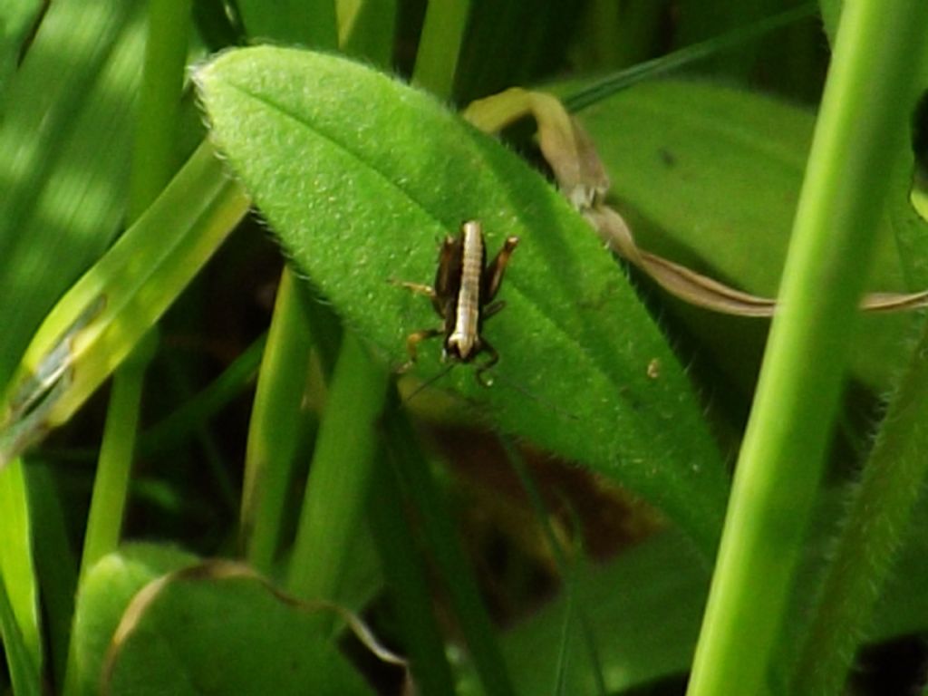 Neanide di Tettigoniidae