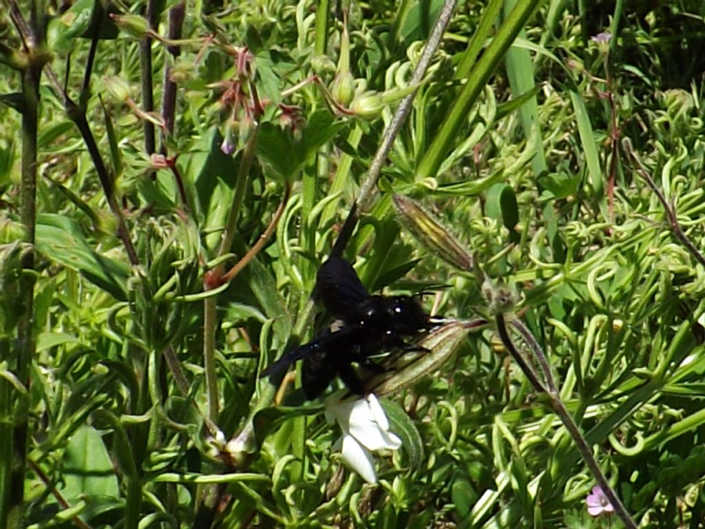 Xylocopa sp.