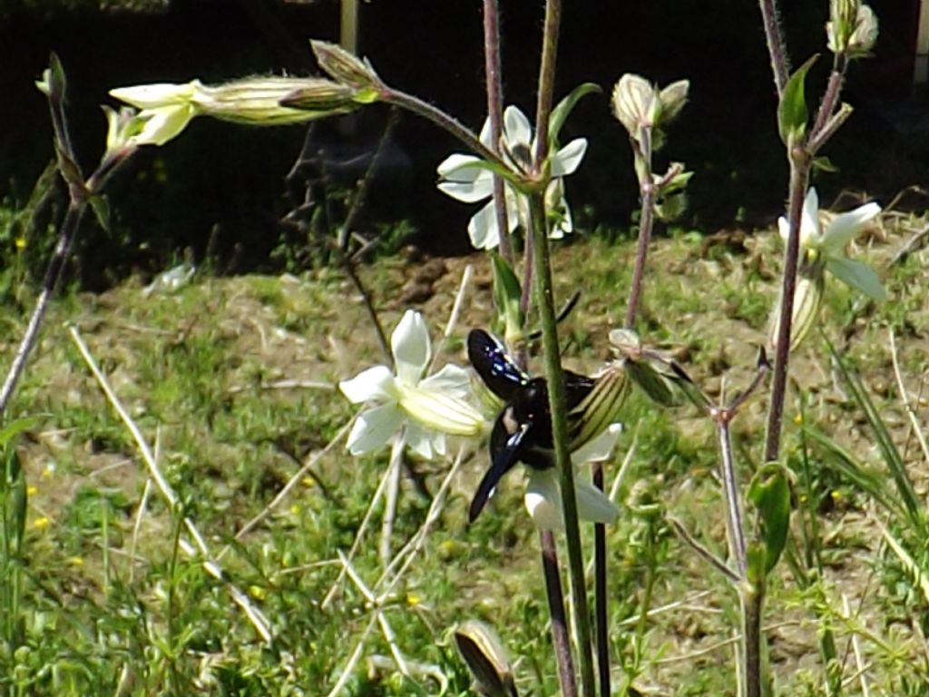 Xylocopa sp.