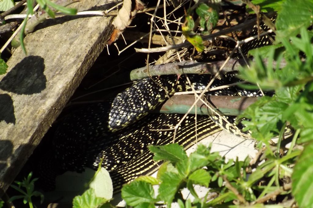 Hierophis viridiflavus