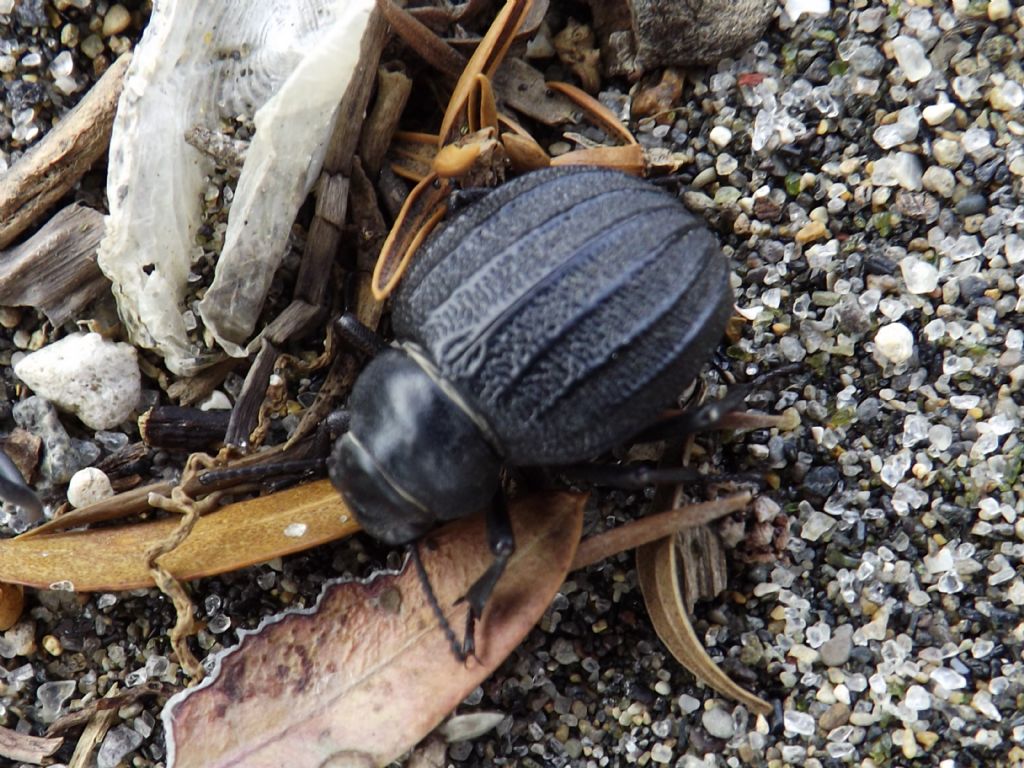 Pimelia bipunctata ssp. cajetana