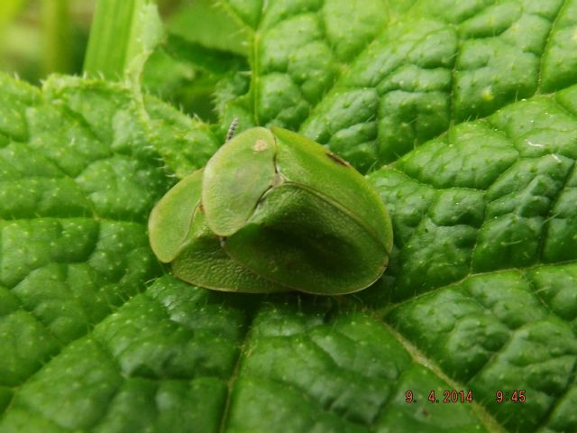 Larva di Cassida sp. coperta di escrementi