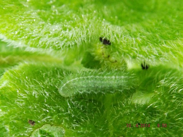 Larva di Cassida sp. coperta di escrementi