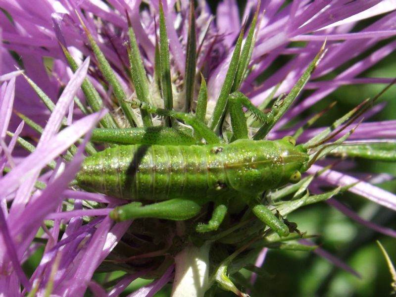 Tettognide : cf. Tettigonia sp.