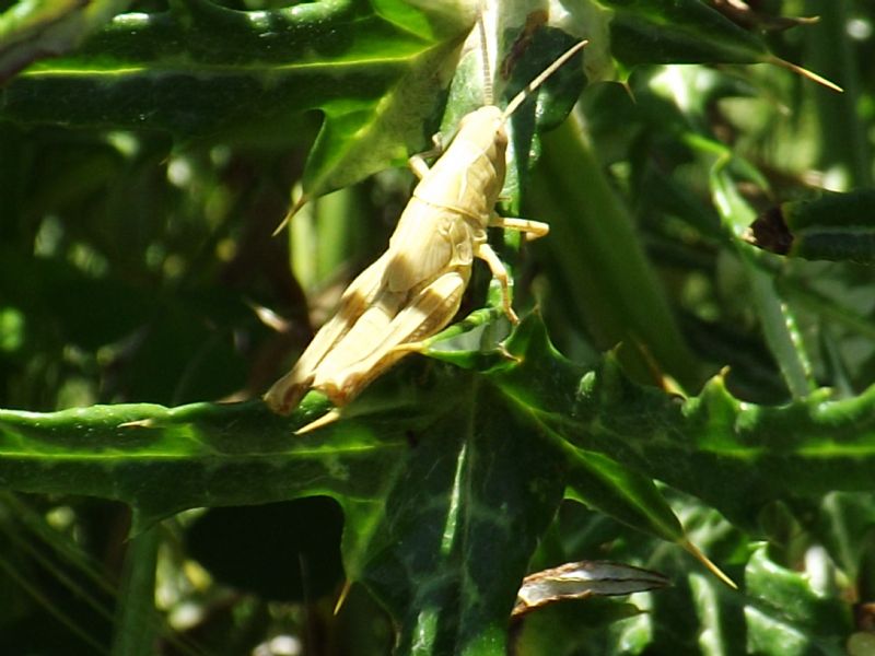 Ninfa di Acrididae.