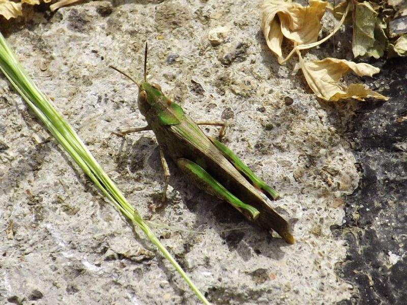 Aiolopus cf. thalassinus (Acrididae. Oedipodinae)