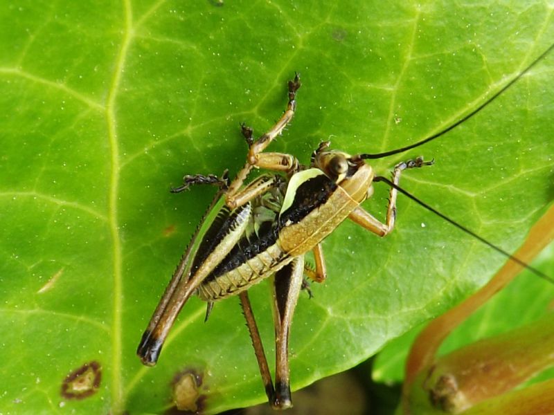 Pholidoptera sp. o Eupholidoptera sp.