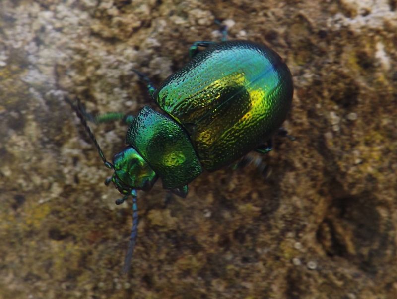 Chrysolina herbacea