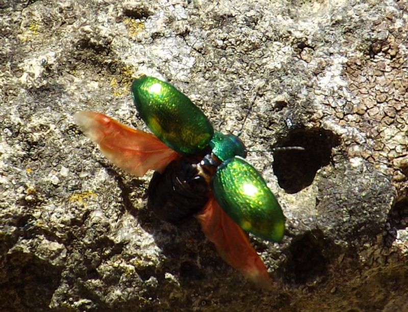 Chrysolina herbacea