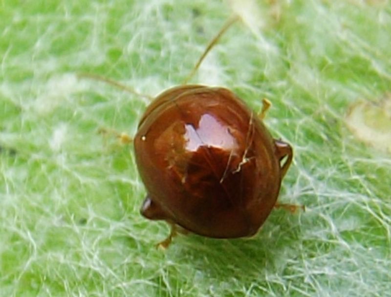 Sphaeroderma cf. rubidum (Chrysomelidae)