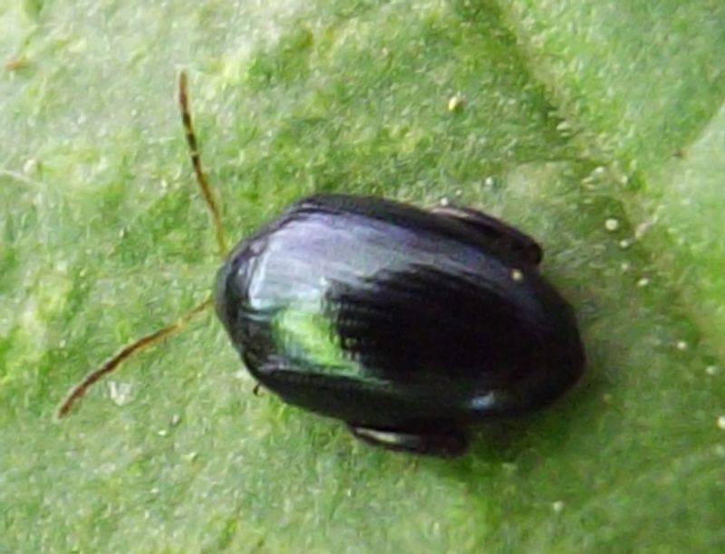 Psylliodes sp. (Chrysomelidae)?