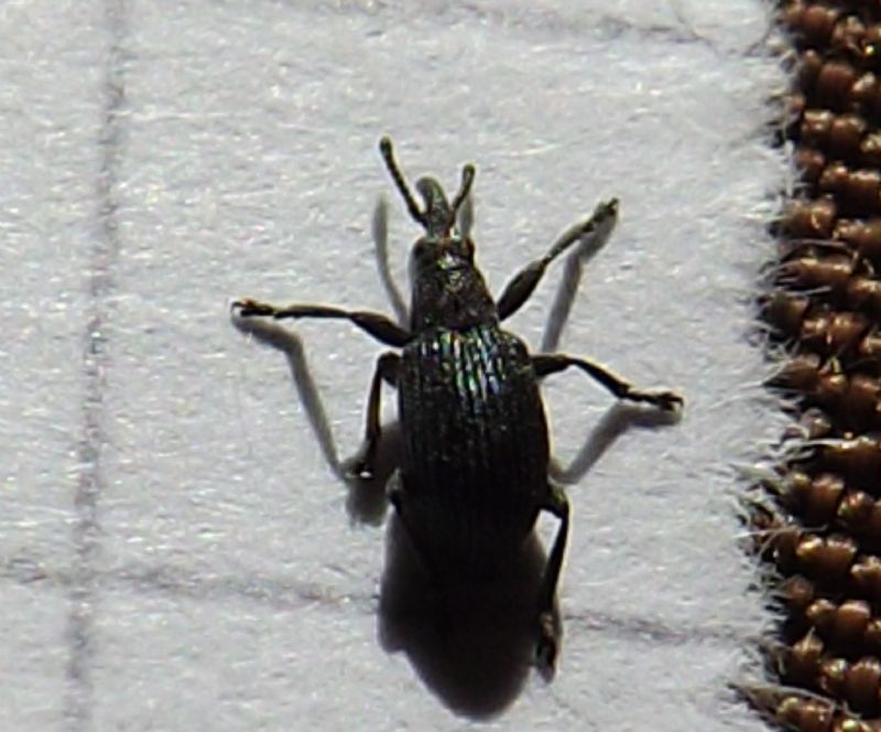 id curculionidae