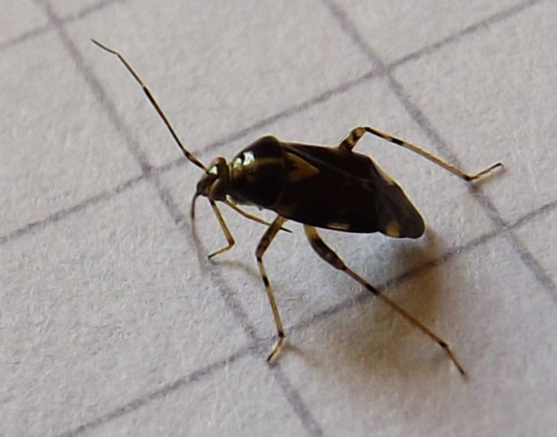 Miridae: Liocoris tripustulatus del Lazio (RM)