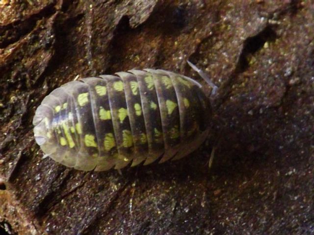 Armadillium sp.