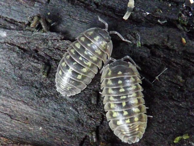 Armadillium sp.