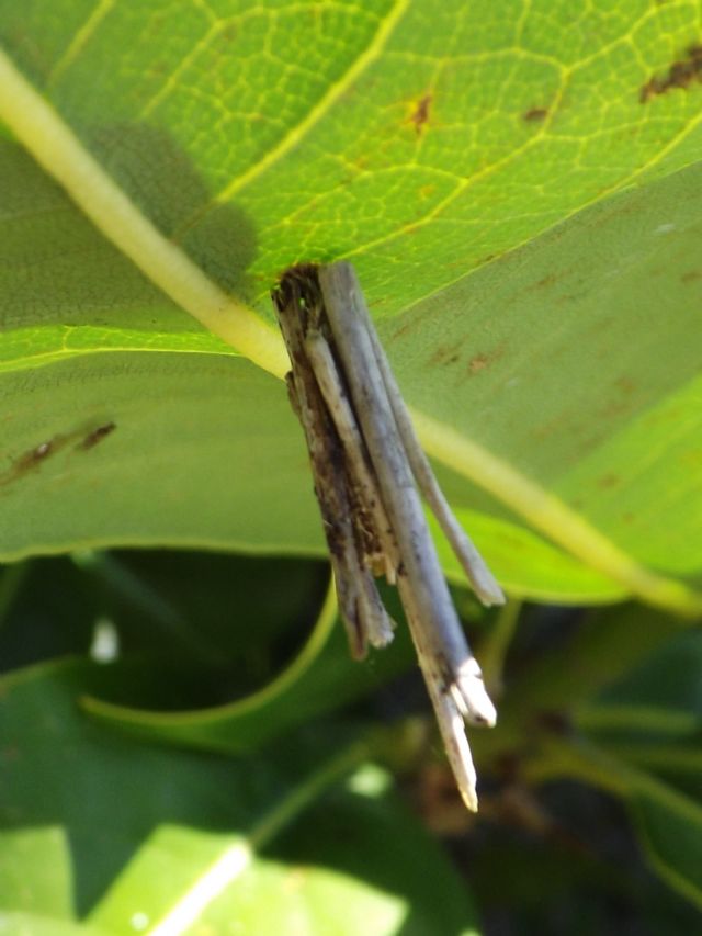 insetto stecco? No. Astuccio di larva di lepidottero