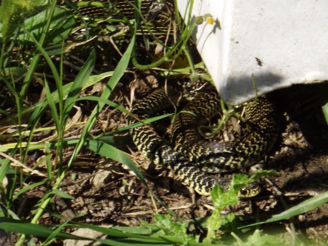 Hierophis viridiflavus