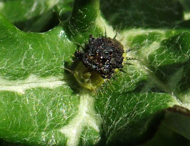 Larva di Cassida sp. coperta di escrementi