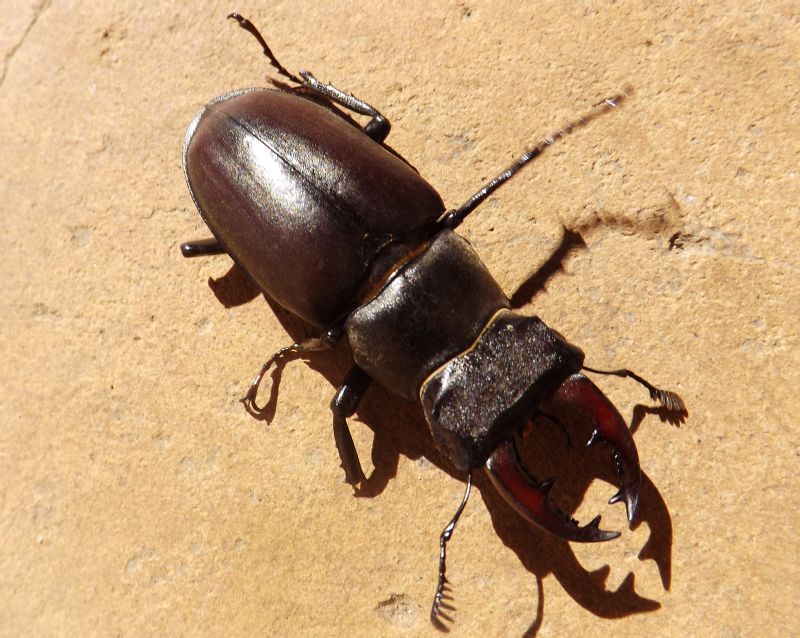 Lucanus tetraodon