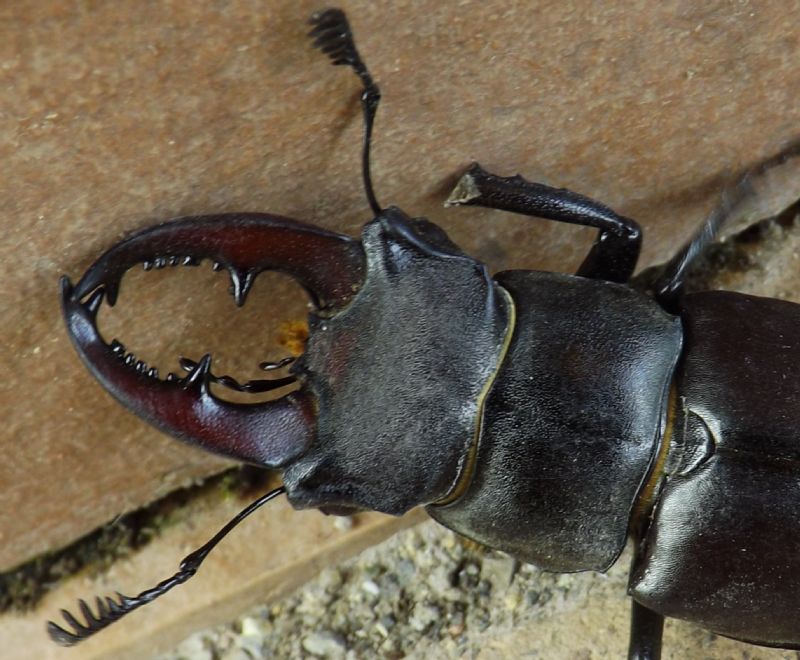 Lucanus tetraodon