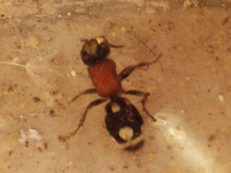 Mutillidae