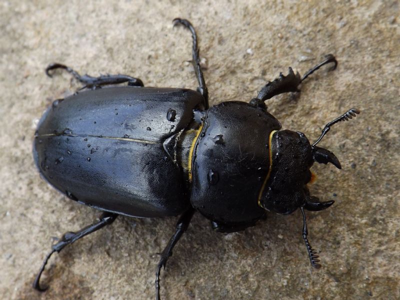 Lucanus tetraodon