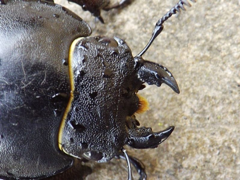 Lucanus tetraodon