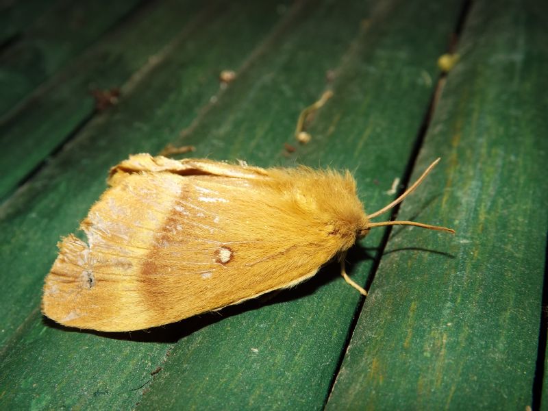 da id 1 - Lasiocampa quercus