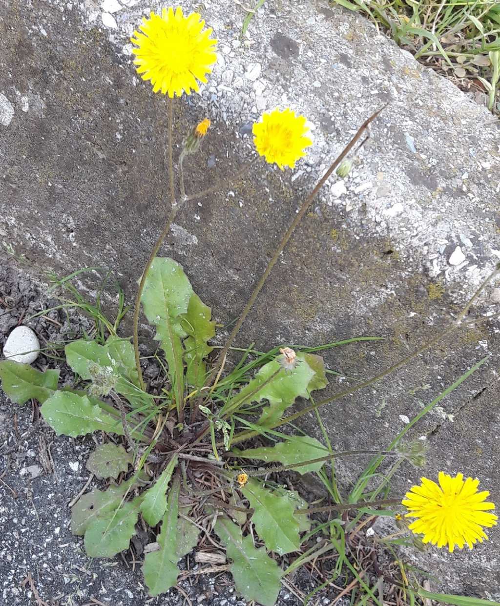 Crepis sancta / Radicchiella di Terrasanta