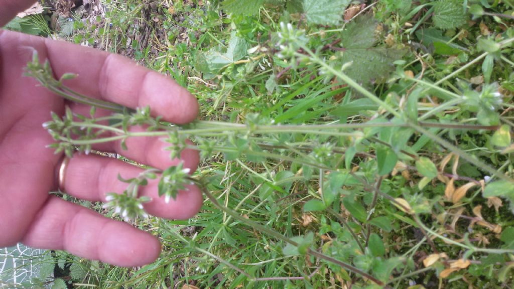 Cerastium glomeratum