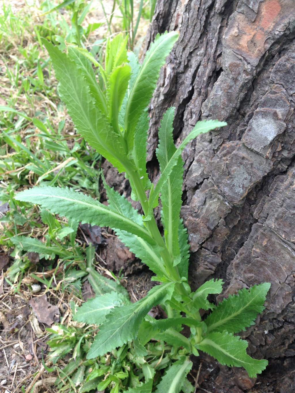 Rorippa austriaca / Crescione austriaco