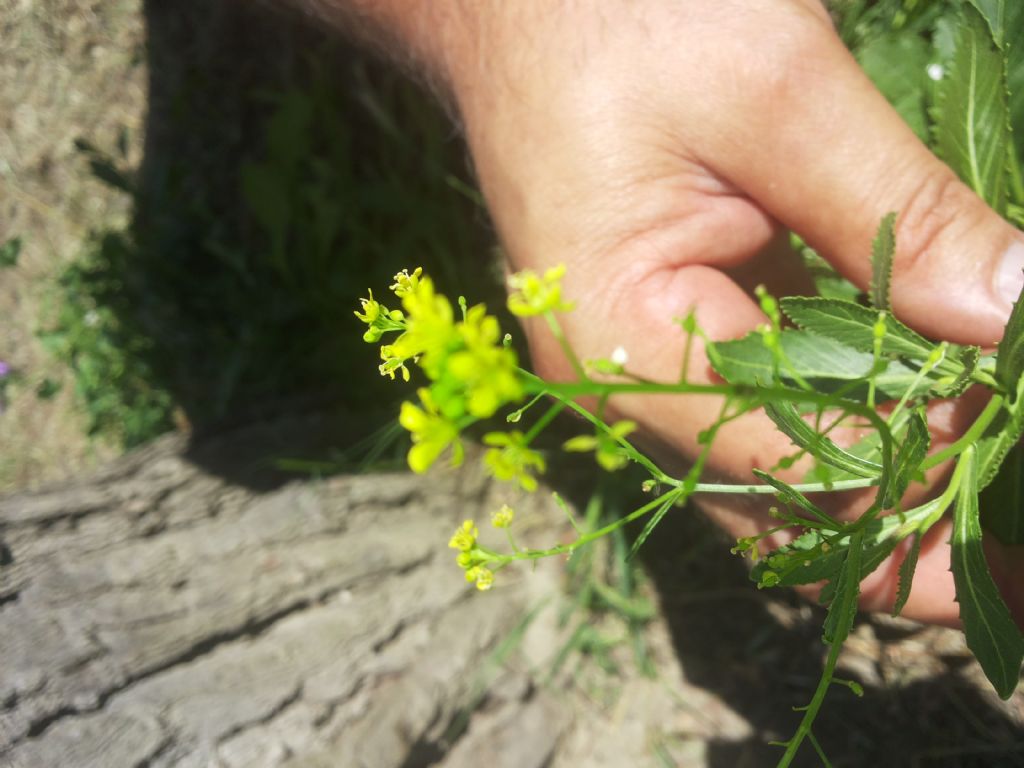 Rorippa austriaca / Crescione austriaco