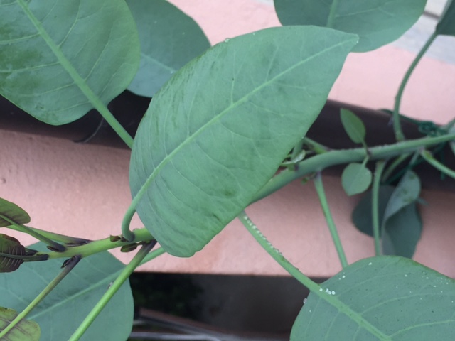 Emilia Romagna - Nicotiana glauca (Solanaceae)