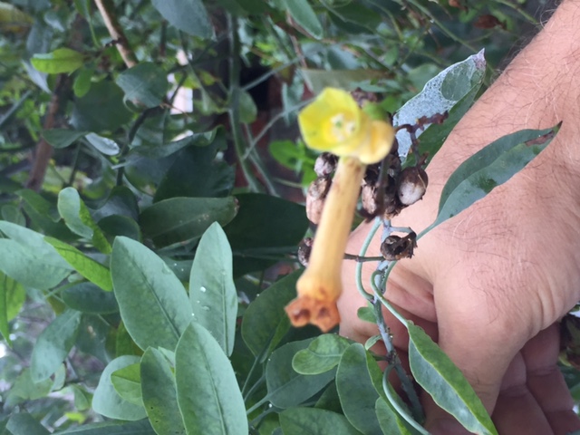 Emilia Romagna - Nicotiana glauca (Solanaceae)