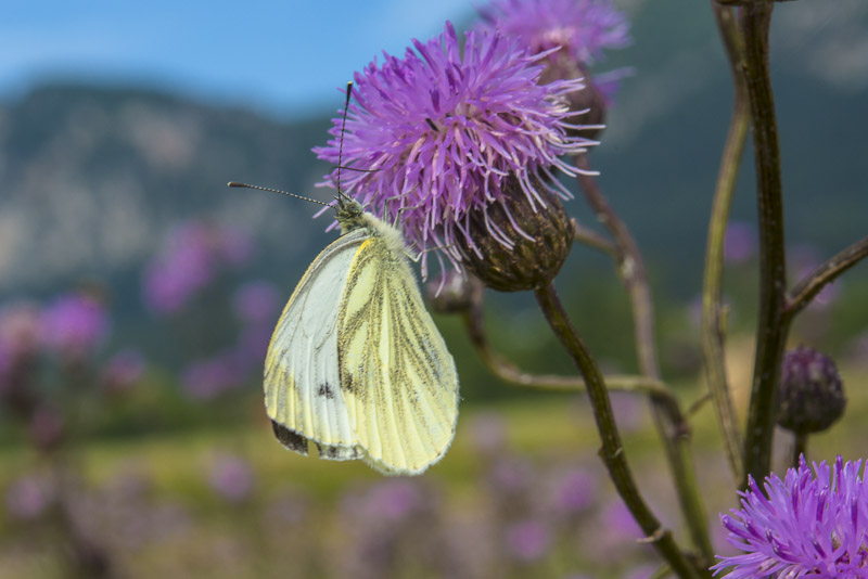 farfalla austriaca