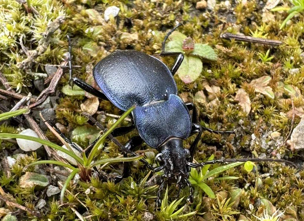 Carabide da identificare