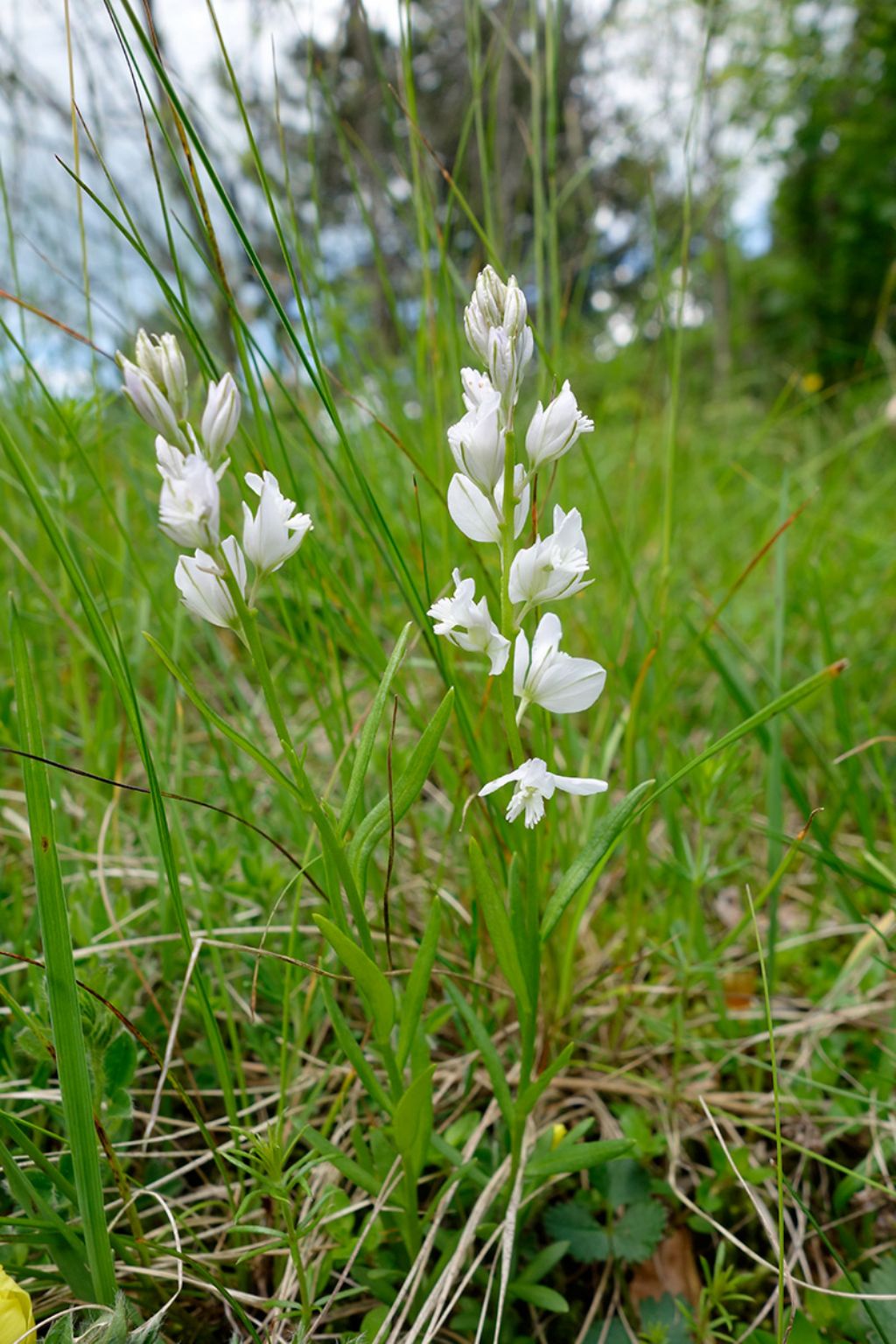 Slovenia: Polygala sp. (Fabales - Polygalaceae)