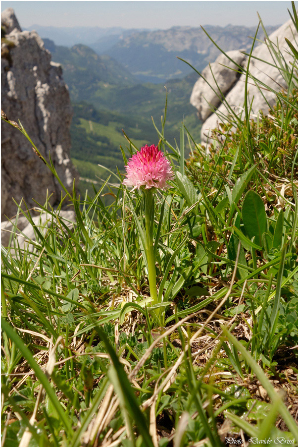 Le Nigritelle del Traweng